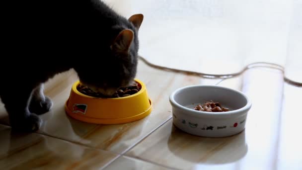 Gatto britannico che mangia cibo secco — Video Stock