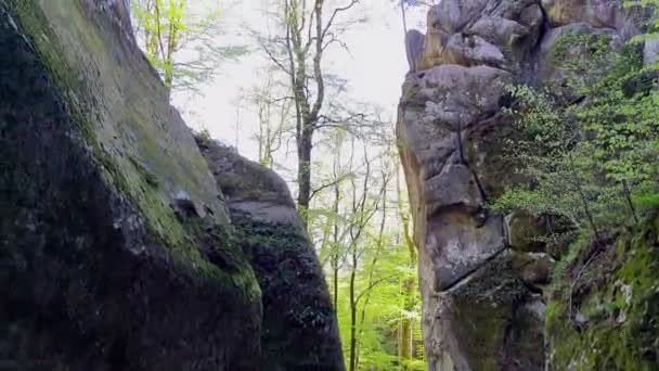 Vue panoramique de la forêt avec rochers — Video