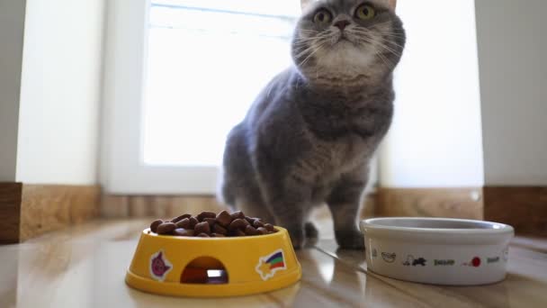 Graue britische Katze frisst knusprig — Stockvideo