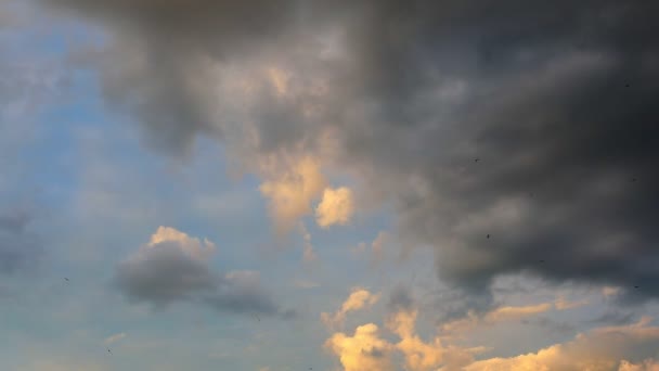 Swallow birds spinning in sky rainy sunset clouds — Stock Video