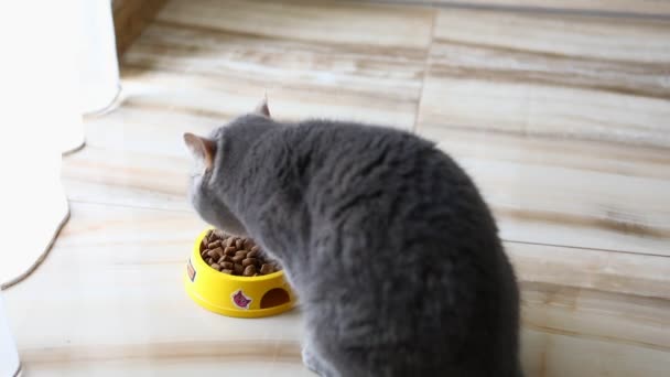 Britische Katze frisst Trockenfutter — Stockvideo