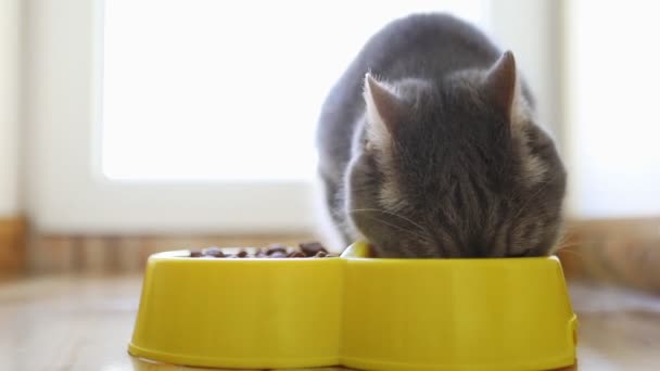 회색 털많은 고양이가 바삭바삭 하게 먹고 있다 — 비디오