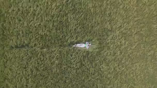 Vue aérienne du dessus de la femme allongée dans le blé — Video
