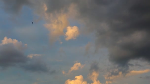 Swallow birds spinning in sky rainy sunset clouds — Stock Video