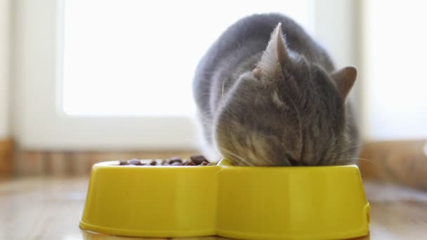 Graue britische Katze frisst knusprig — Stockvideo