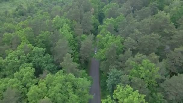 Seguimiento de la vista aérea después de que el coche se mueve por el bosque verde de la senda rápida por ambos lados — Vídeos de Stock