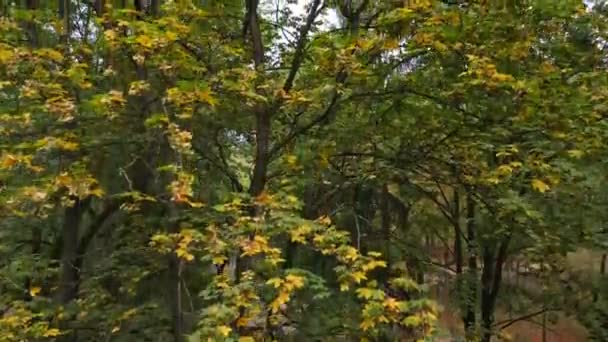 Luchtfoto van de herfstboom — Stockvideo