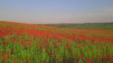 Dolly gelinciklerin çiçek tarlasının üstüne ateş ediyor.