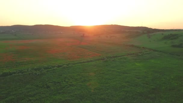 Antenn utsikt över solnedgången ovanför vallmo blommor fält — Stockvideo