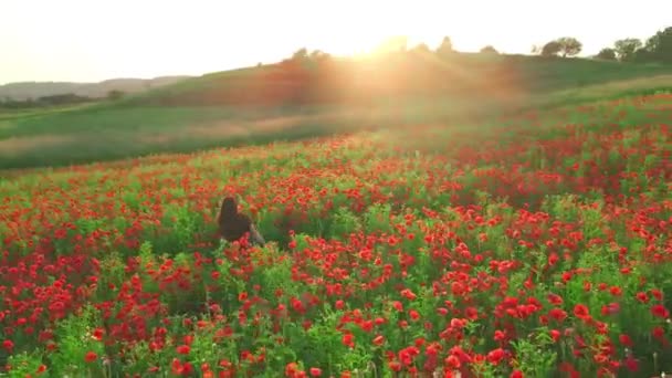 Pan shoot kvinna i svart klänning på blommande vallmo blommor fält — Stockvideo