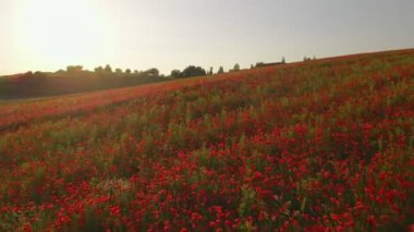 Dolly gelinciklerin çiçek tarlasının üstüne ateş ediyor.
