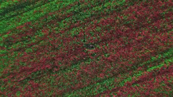 Couple laying in blooming poppies flowers field — Stock videók