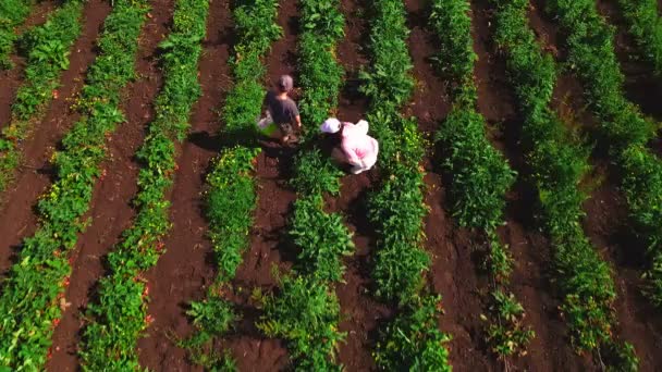 Moeder met zoon op zoek naar aardbei op boerderij veld ecotoerisme — Stockvideo