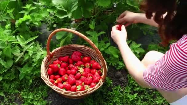 Mand met sappige rode aardbeien ecotoerisme verzamelen bessen — Stockvideo