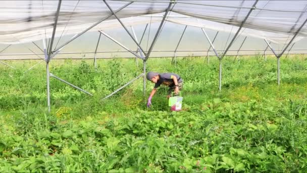 Niño pequeño recoger fresa en la granja ecoturismo — Vídeo de stock