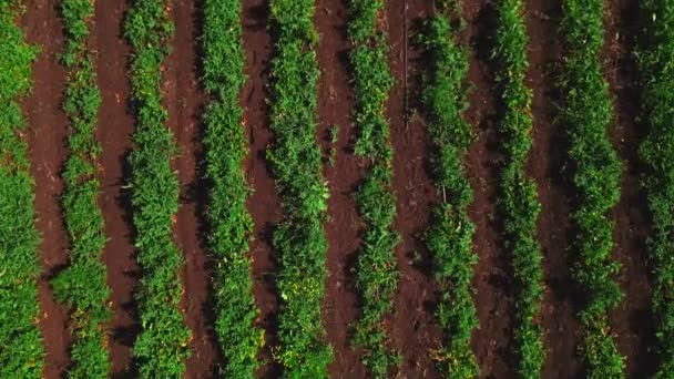 Mãe com filho à procura de morango na fazenda campo ecoturismo — Vídeo de Stock