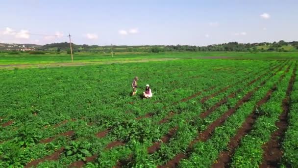 Madre con hijo en busca de fresa en campo agrícola ecoturismo — Vídeos de Stock