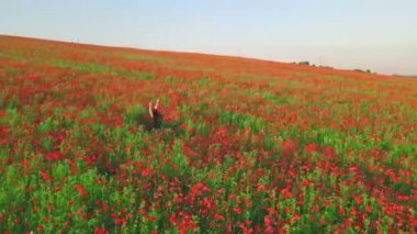 Çiçek açan gelincik tarlasında siyah elbiseli kadını vur.