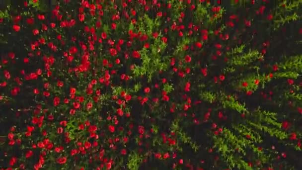 Flores de amapolas directamente encima — Vídeos de Stock