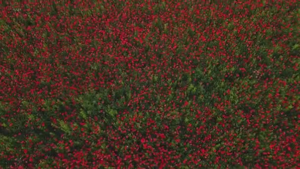 Klaprozen bloemen direct boven — Stockvideo