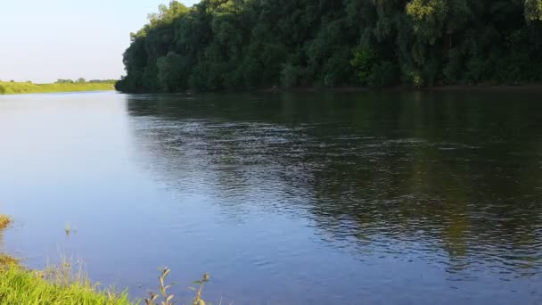 Oiseaux volant au-dessus de la rivière mangeant des moustiques coucher de soleil été — Video