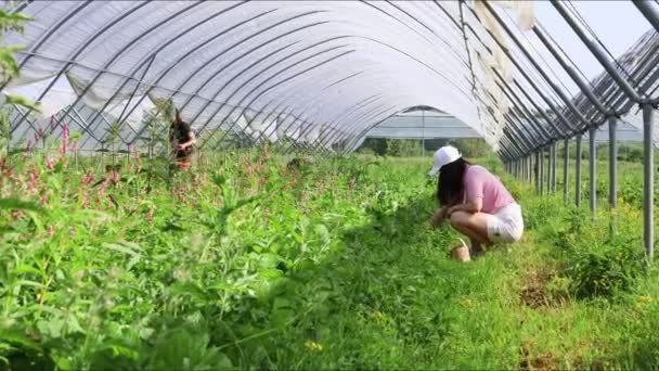 Γυναίκα συγκεντρώσει φράουλα το καλοκαίρι του θερμοκηπίου — Αρχείο Βίντεο