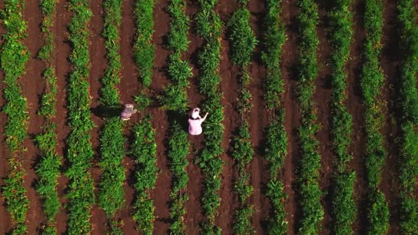 Matka z synem poszukuje truskawek na polu uprawnym ekoturystyka — Wideo stockowe