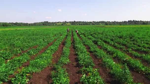 Matka z synem poszukuje truskawek na polu uprawnym ekoturystyka — Wideo stockowe