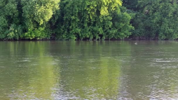 Aves volando sobre el río comiendo mosquitos puesta de sol verano — Vídeos de Stock
