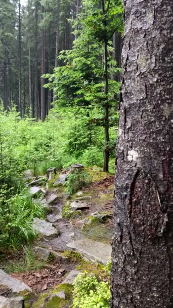 Mujer en impermeable amarillo caminando por el sendero en el bosque — Vídeo de stock