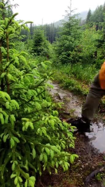Caminante hombre caminando por sendero forestal sendero montañas de los carpatos en el fondo — Vídeos de Stock