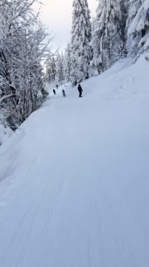 İnsanlar ormanda kayak ve snowboard yapıyor.