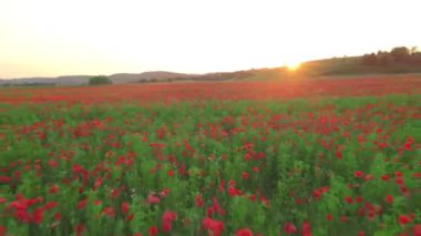 Dolly gelinciklerin çiçek tarlasının üstüne ateş ediyor.