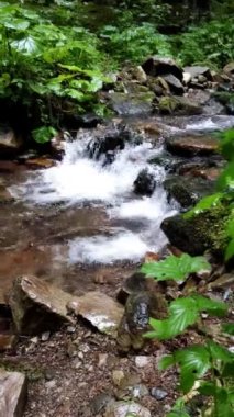 Çam ağacı ormanındaki yosunlara bak.