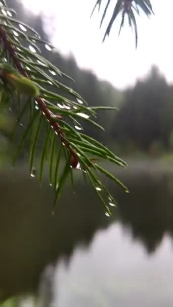 Vista del lago nella foresta di montagne in caso di pioggia — Video Stock
