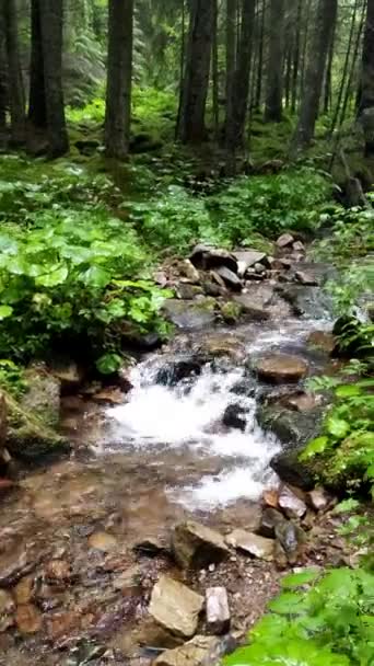 Stürmischer Bach im Waldsommer — Stockvideo