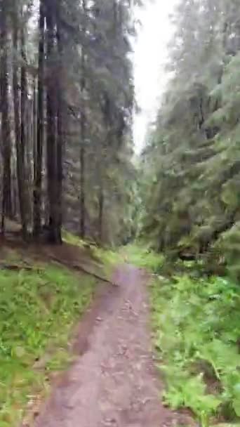 Hyper-Lapsus bei Waldweg-Fußweg — Stockvideo