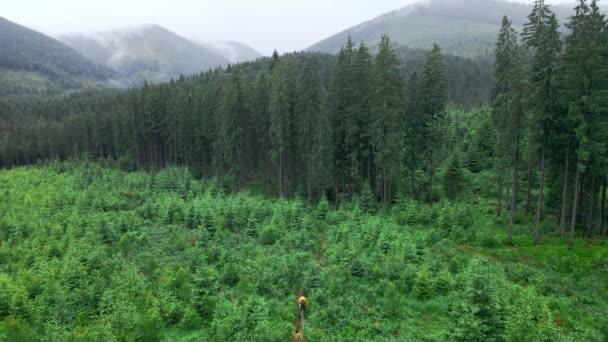 Ζευγάρι με τα πόδια από δασική διαδρομή στο βουνό έννοια πεζοπορία — Αρχείο Βίντεο