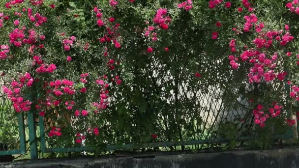 Kobieta przechodząca przez czerwone róże na tle — Wideo stockowe