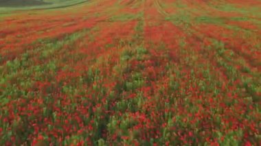 Dolly gelinciklerin çiçek tarlasının üstüne ateş ediyor.