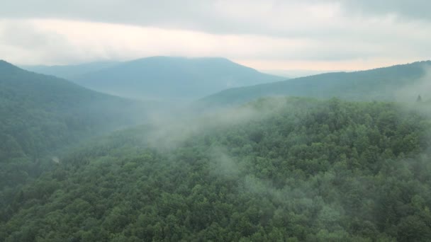 Miután vihar hegyek köd köd zöld erdő — Stock videók