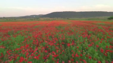 Dolly gelinciklerin çiçek tarlasının üstüne ateş ediyor.