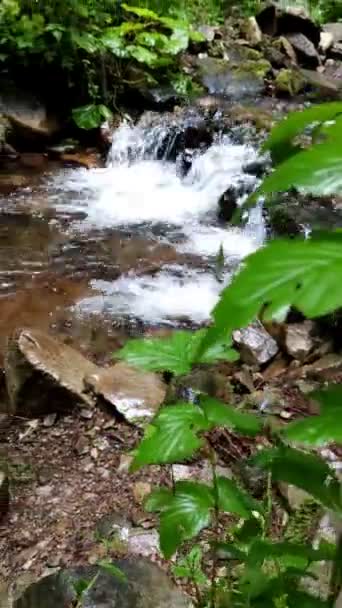 Ver tocón en musgo en el bosque de pinos — Vídeos de Stock