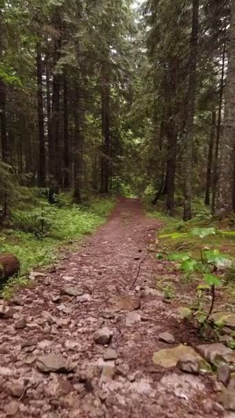 Kamera rückt durch sommerlichen Waldweg vor — Stockvideo