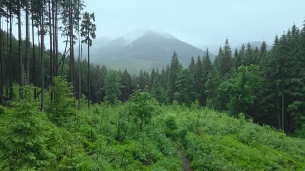 Tempo chuvoso em montanhas cárpatos dolly atirar — Vídeo de Stock