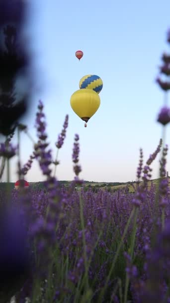Воздушный шар с корзиной над лавандовым полем — стоковое видео