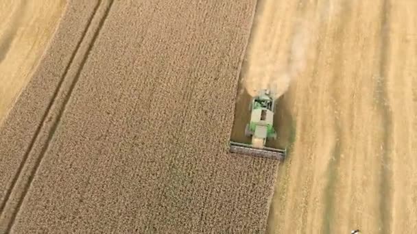 Mietitrice nel campo dell'azienda agricola del grano — Video Stock