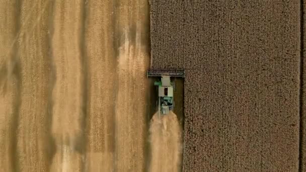 Mietitrice nel campo dell'azienda agricola del grano — Video Stock