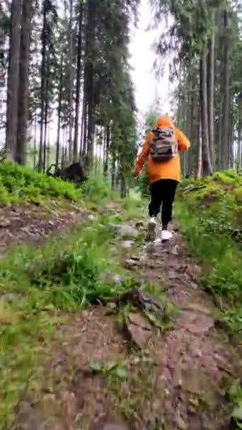 Femme en imperméable jaune randonnée en montagne sentier forestier — Video