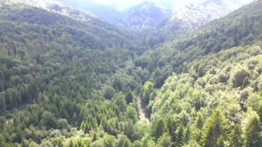 Dağların ormanlarının havadan görünüşü